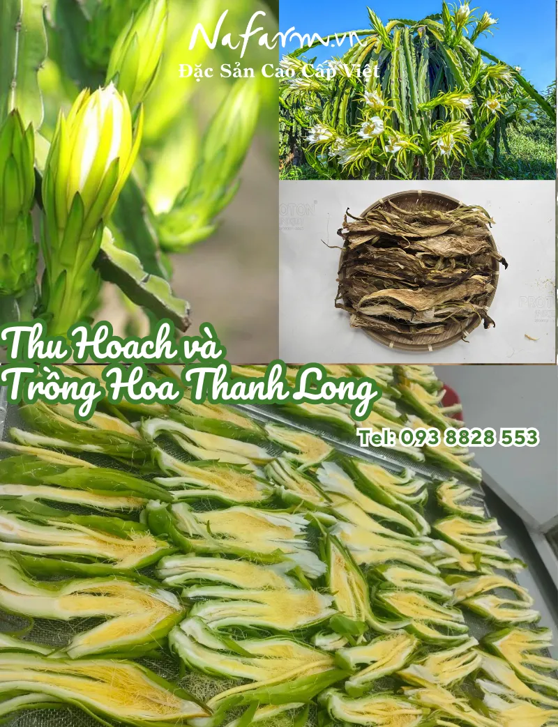 hoa-thanh-long-kho-dried-dragon-fruit-flower-dac-san-nafarm-0938828553-1 hoa-thanh-long-kho-dried-dragon-fruit-flower-dac-san-nafarm-0938828553-1
