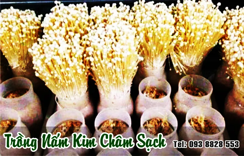 nam-kim-cham-kho-Dried-enoki-mushrooms-nong-san-cao-cap-vietf-farm-food-093-8828-553