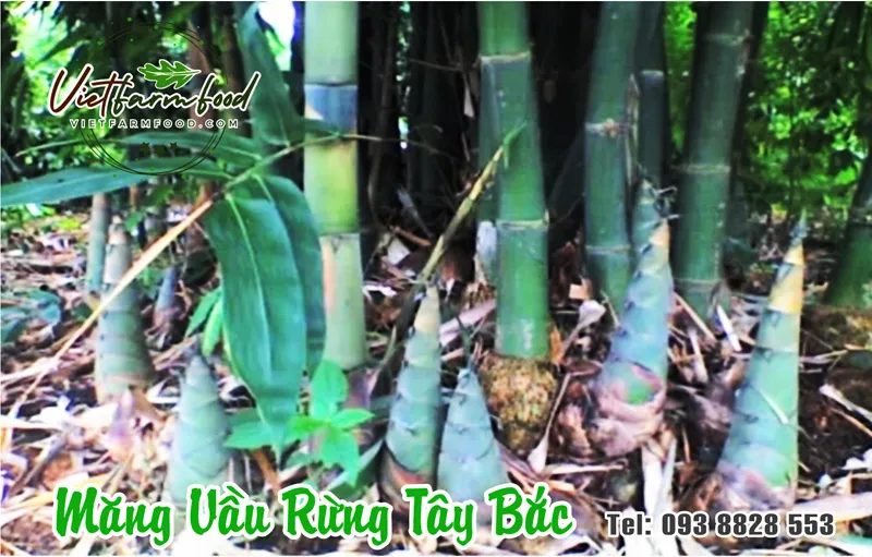 mang-vau-be-dien-bien-tay-bac-kho-dried-bamboo-shoots-nong-san-cao-cap-viet-farm-food-093-8828-553