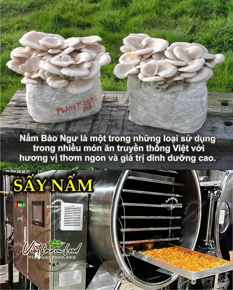 nam-bao-ngu-kho-Dried-abalone-mushrooms-nong-san-cao-cap-viet-farm-food-093-8828-553