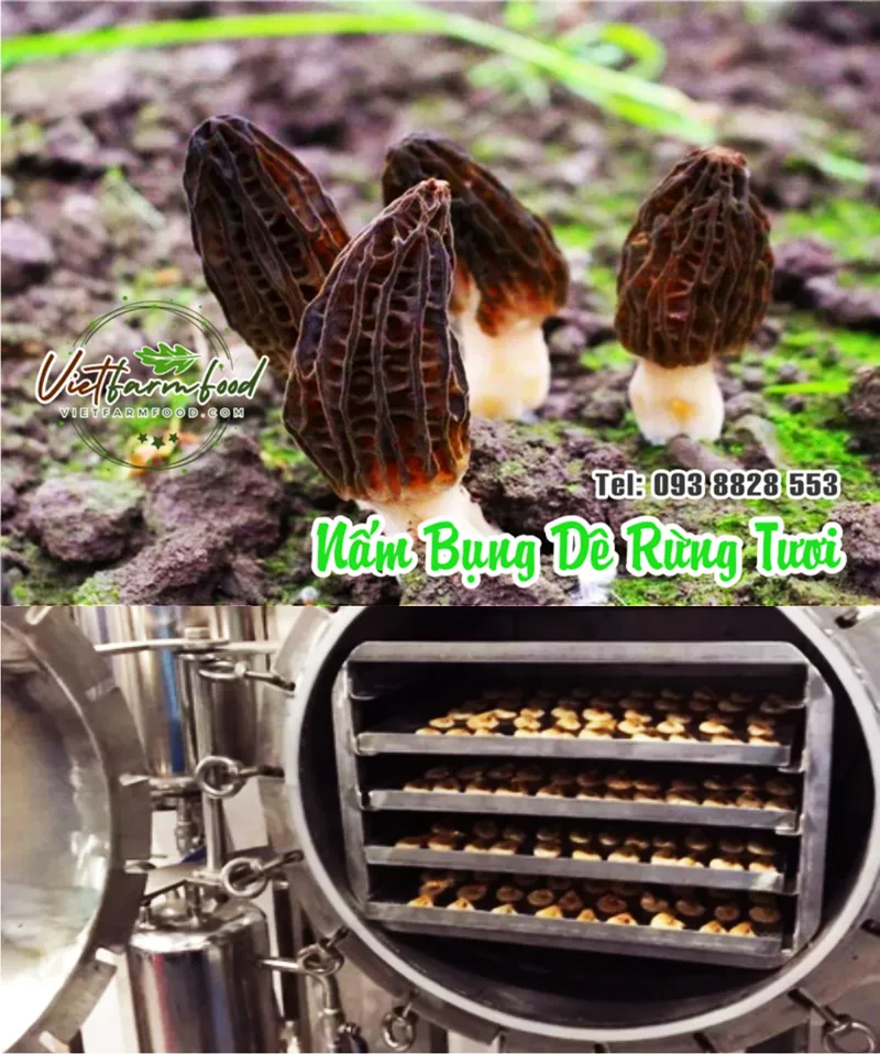 nam-bung-de-kho-Dried-goat-belly-mushrooms-nong-san-cao-cap-vietf-farm-food-093-8828-553