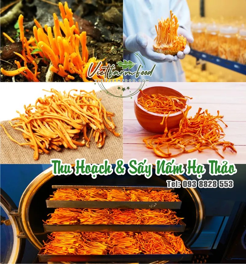 nam-trung-ha-thao-kho-dried-cordyceps-mushrooms-nong-san-viet-vietfarmfood-093-8828-553