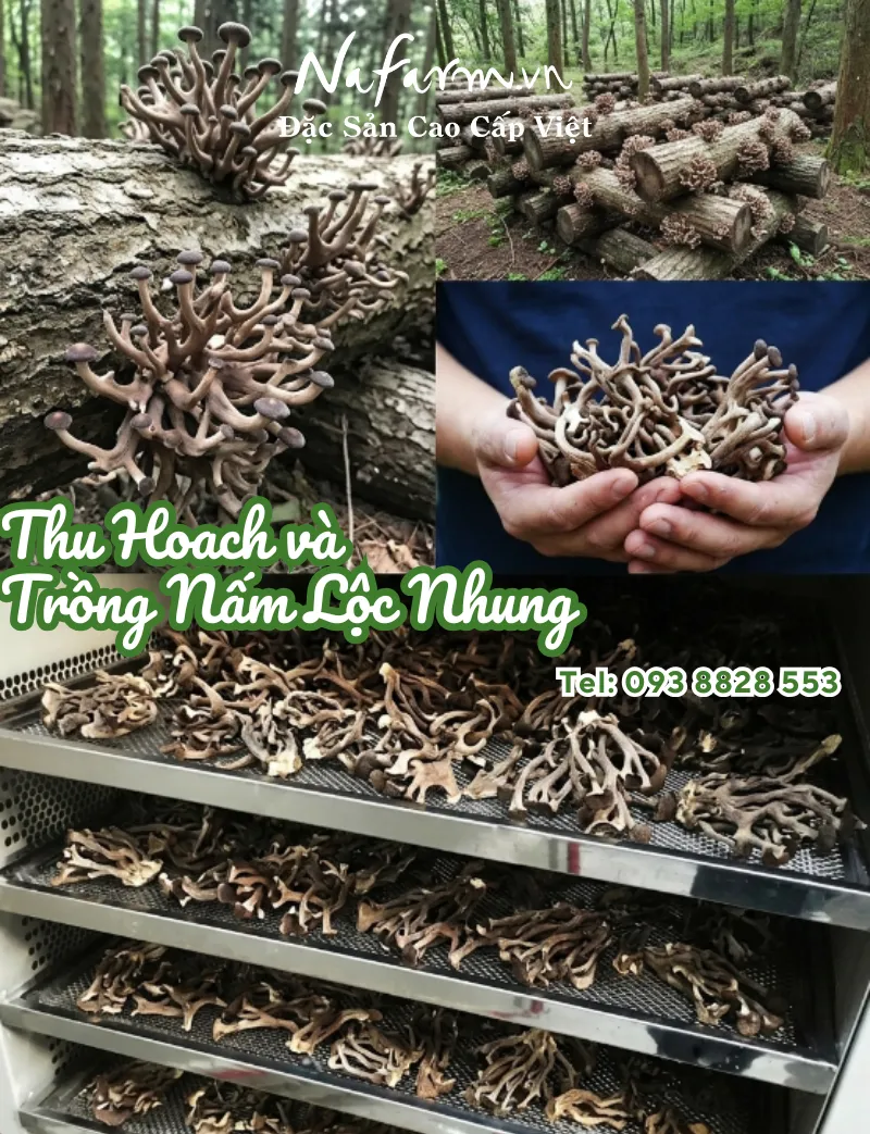 nam-loc-nhung-kho-dried-velvet-mushrooms-nong-san-viet-farm-food-093-8828-553 nam-loc-nhung-kho-dried-velvet-mushrooms-nong-san-viet-farm-food-093-8828-553