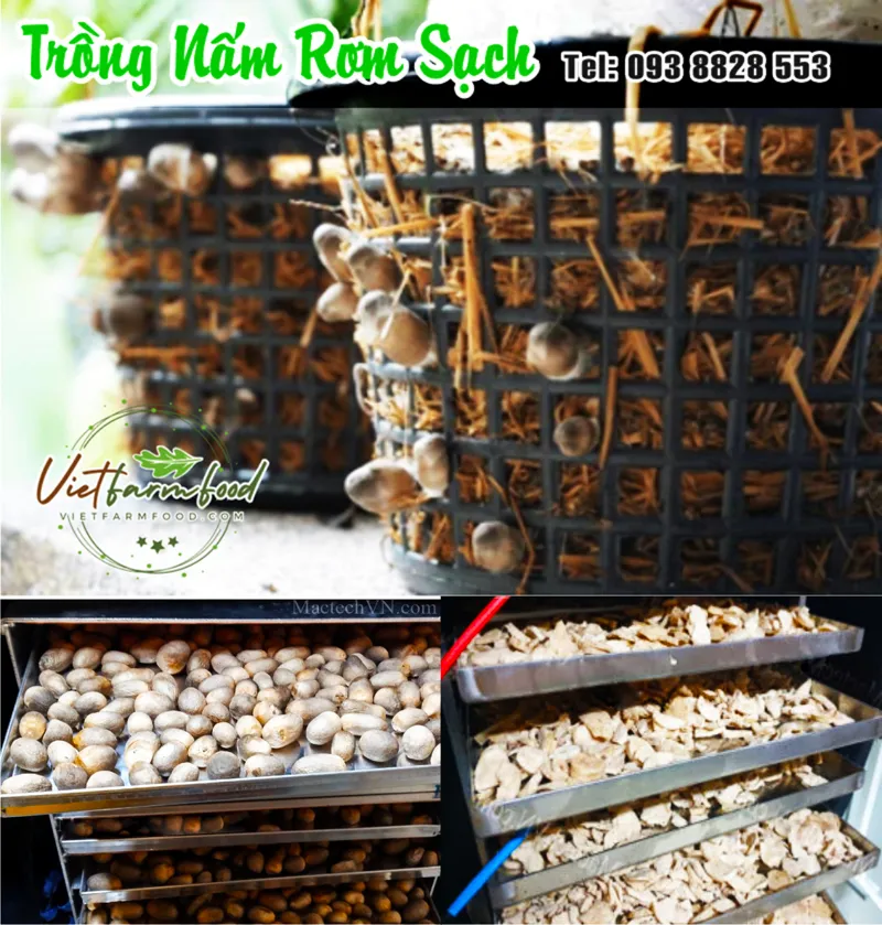 nam-rom-bup-kho-dried-straw-mushrooms-nong-san-cao-cap-viet-farm-food-093-8828-553