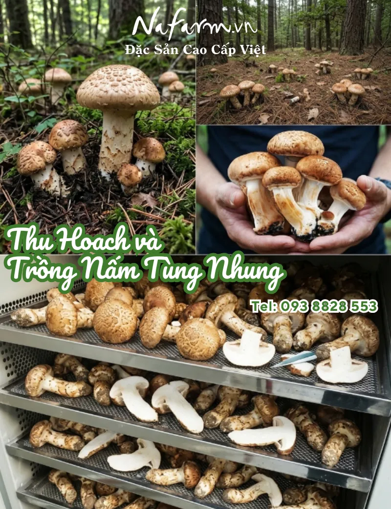 nam-tung-nhung-kho-dried-matsutake-mushrooms-nong-san-viet-farm-food-093-8828-553 nam-tung-nhung-kho-dried-matsutake-mushrooms-nong-san-viet-farm-food-093-8828-553