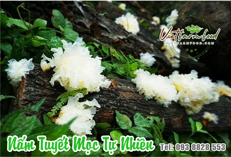 nam-tuyet-ngan-nhi-moc-nhi-trang-kho-Snow-Mushroom-Dried-White-Wood-Ear-nong-san-cao-cap-viet-farm-food-093-8828-553-5