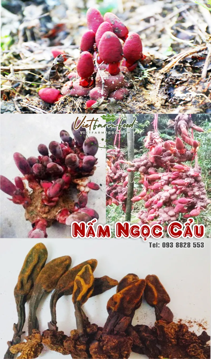 nam-ngoc-cau-kho-dried-pearl-mushroom-nong-san-viet-vietfarmfood-093-8828-553 nam-ngoc-cau-kho-dried-pearl-mushroom-nong-san-viet-vietfarmfood-093-8828-553