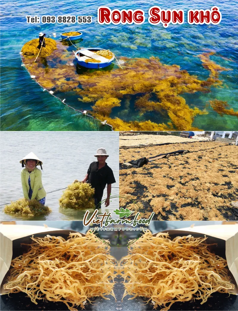 rong-sun-kho-dried-seaweed-nong-san-viet-farm-food-093-8828-553 rong-sun-kho-dried-seaweed-nong-san-viet-farm-food-093-8828-553