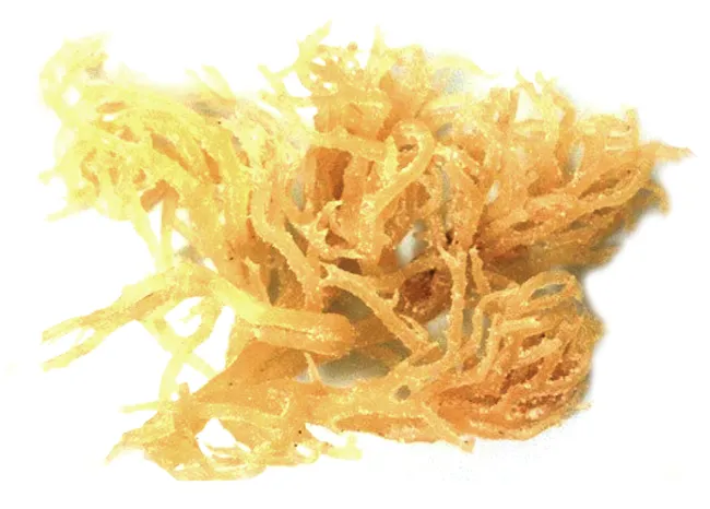 mut-rong-sun-tam-mat-ong-say-deo-nafarm