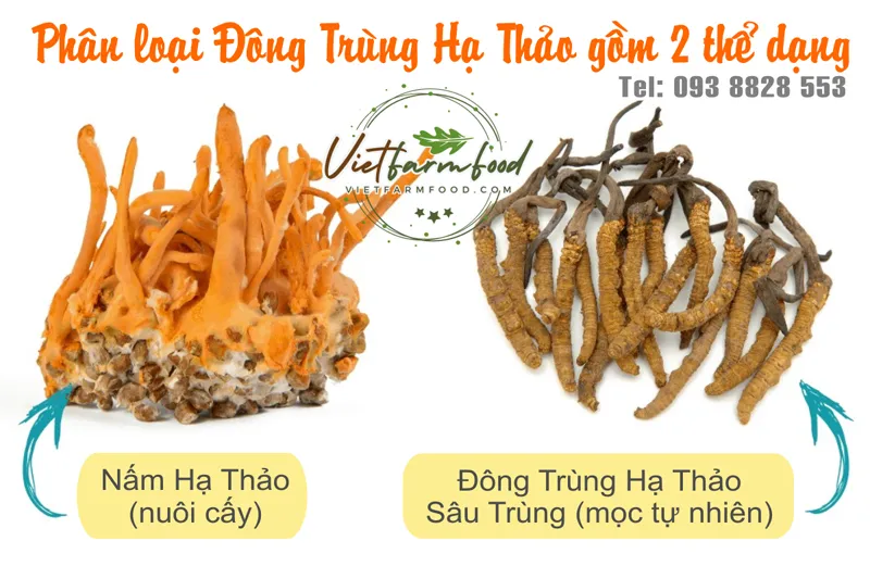 /sau-nam-dong-trung-ha-thao-kho-dried-cordyceps-mushrooms-nong-san-viet-vietfarmfood-093-8828-553 /sau-nam-dong-trung-ha-thao-kho-dried-cordyceps-mushrooms-nong-san-viet-vietfarmfood-093-8828-553