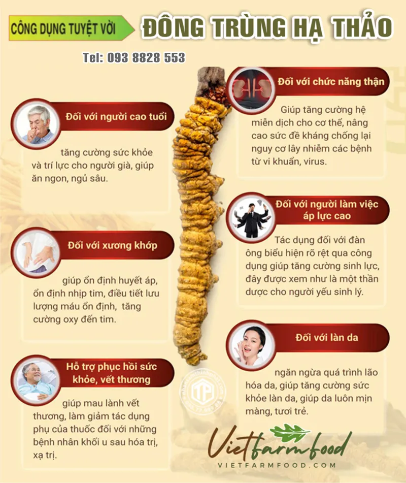 cong-dung-dong-trung-ha-thao-sau-trung-kho-093-8828-553 cong-dung-dong-trung-ha-thao-sau-trung-kho-093-8828-553