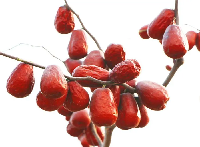 tao-do-say-gion-Red-Dates-nk-anh-quoc