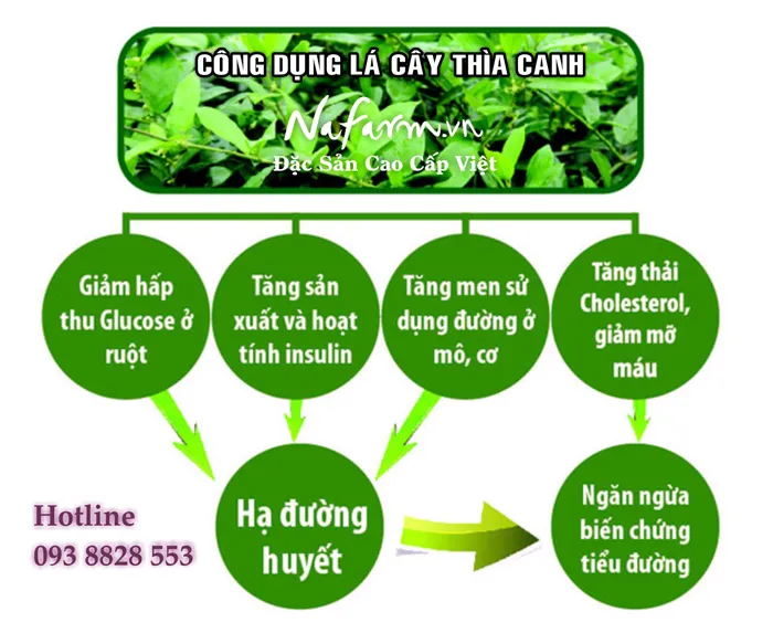 tra-day-thia-canh-danh-cho-nguoi-tieu-duong-dac-san-nafarm-vn-0938-828-553 tra-day-thia-canh-danh-cho-nguoi-tieu-duong-dac-san-nafarm-vn-0938-828-553