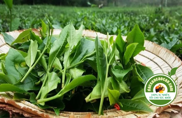 tra-moc-cau-thai-nguyen-dac-biet-dac-san-nafarm tra-moc-cau-thai-nguyen-dac-biet-dac-san-nafarm